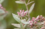 Rosy camphorweed